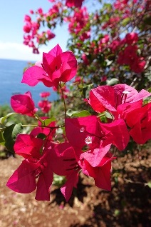 Winterferien auf der Blumeninsel Madeira